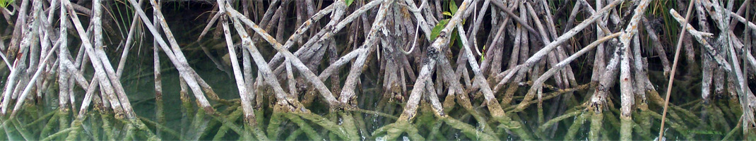 Alianzas